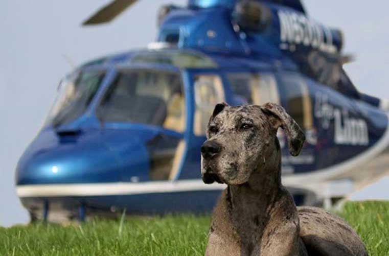 A pet therapy dog sits in the grass in front of a helicopter