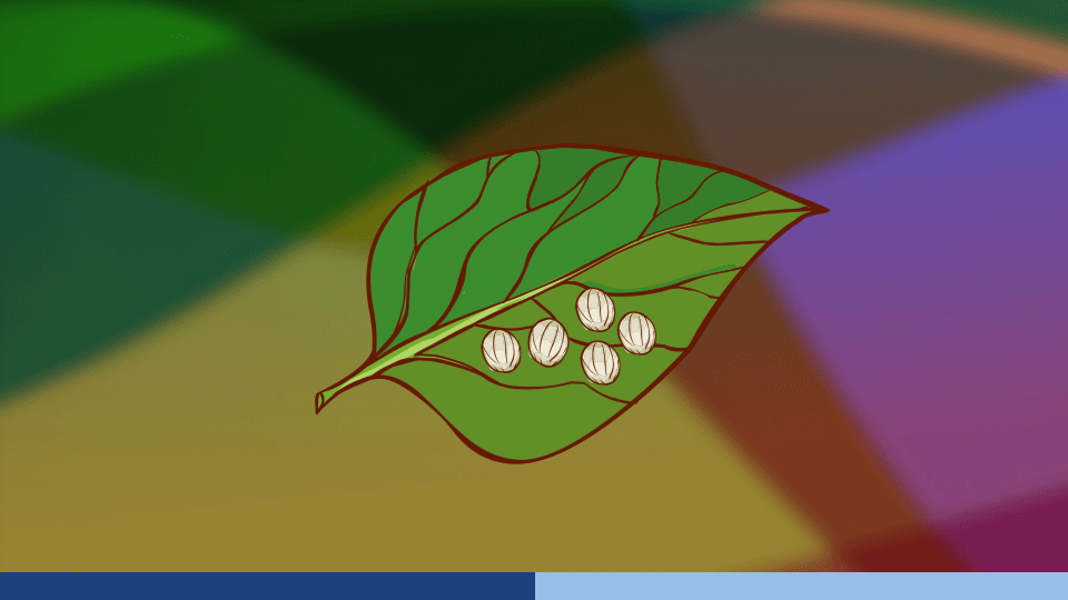 An image of 5 eggs on a leaf against a multicolored background, representing the egg stage of a butterfly’s lifecycle.