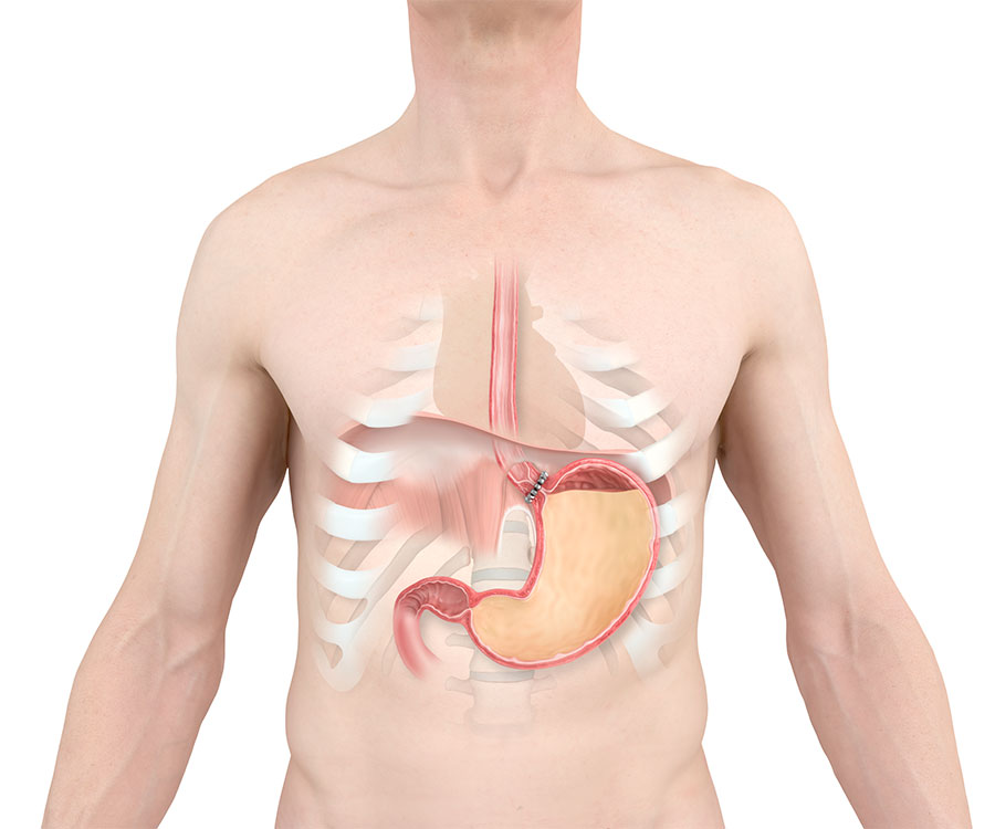 Anatomy of stomach and esophagus