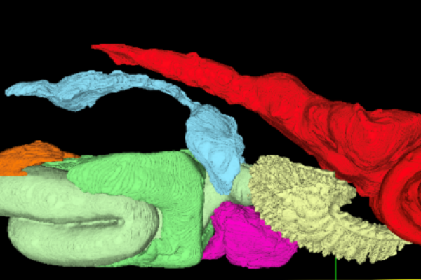 Several amorphous blobs comprise this digital model of organ segmentation within zebrafish.