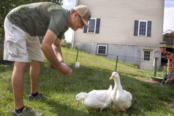 Man leans over and feeds two ducks in his backyard. He is wearing a baseball cap, short-sleeved shirt, shorts and sneakers. A house is in the background.