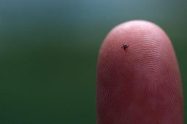 A tick of the kind that transports Lyme Disease from animals to humans sits on a fingertip.