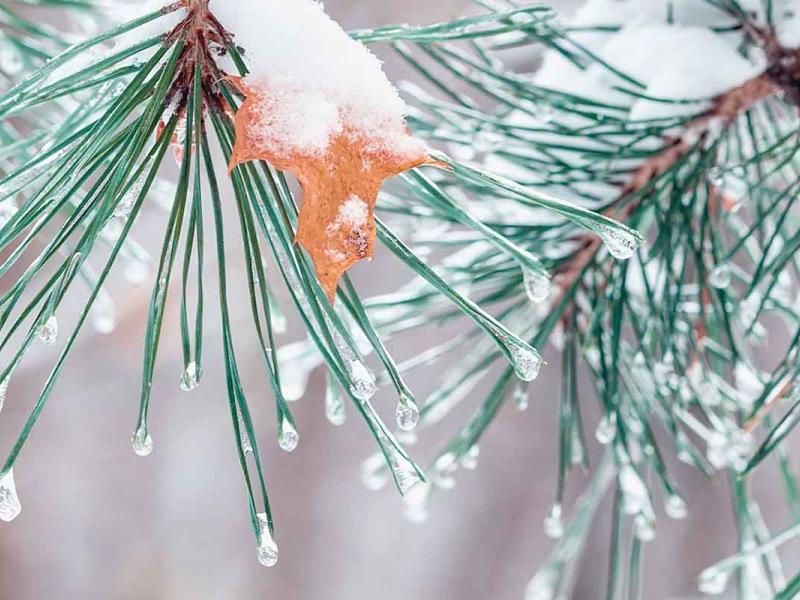Closely cropped of a pine tree. The needles are lightly covered with snow and drops of ice.