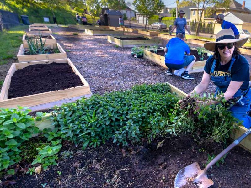 Community garden with rows of raised wooden beds, some with soil and others with plants. People are gardening, planting and weeding, with tools and pots nearby.