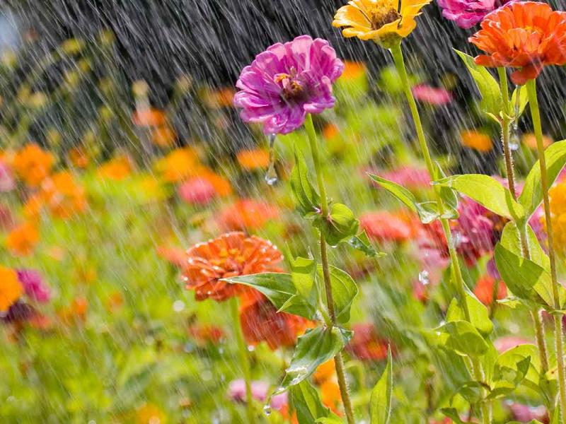 Summer rain in a field of colorful flowers 